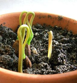 Cherimoya_sprouts_emerging